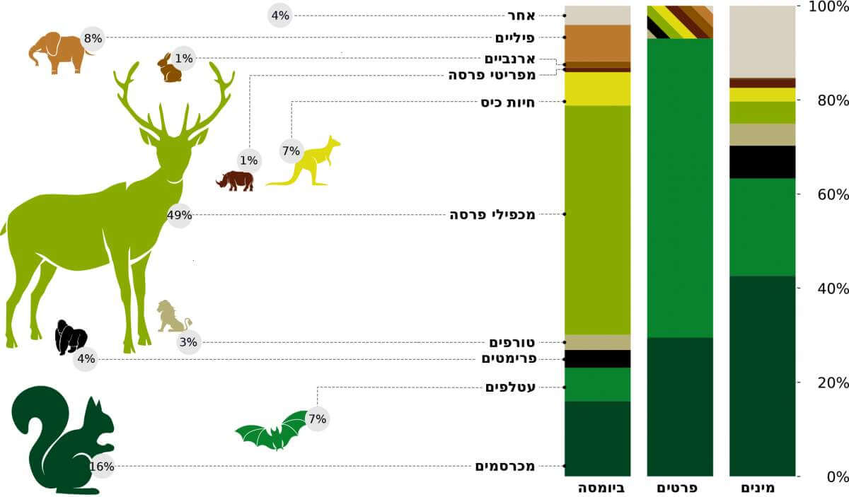 Sometimes more is less: some terrestrial wild mammals have a relatively small contribution to biomass even though they have many species and individuals
