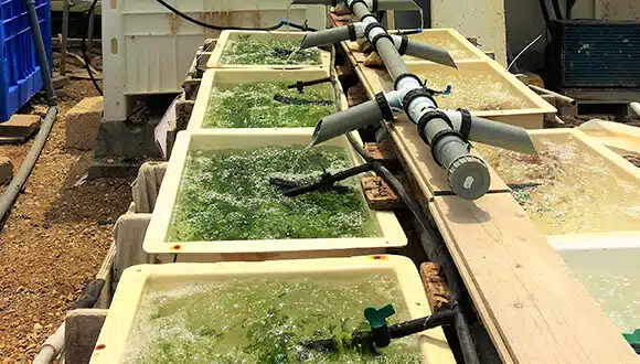 מערכת חקלאות ימית ייעודית שבה גידלו החוקרים שלושה מינים מקומיים של אצות. צילום: אוניברסיטת תל אביב