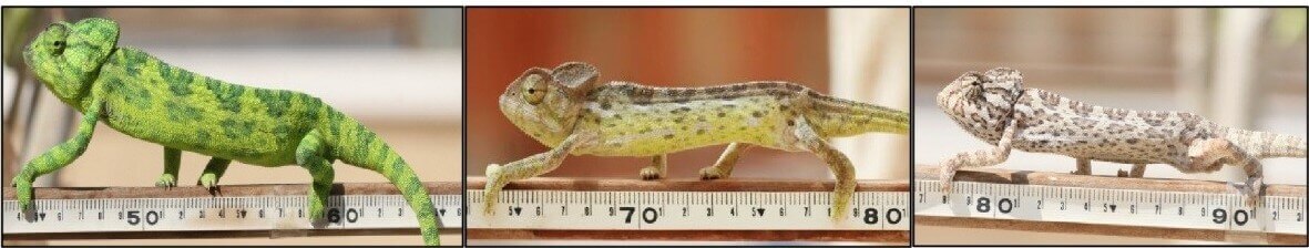 The Mediterranean chameleon: on the right a courtship model of an inferior male in his 1st year, in the middle of an inferior male between two years or more and on the left of a dominant male. Photo: Dr. Tami Keren-Rotem