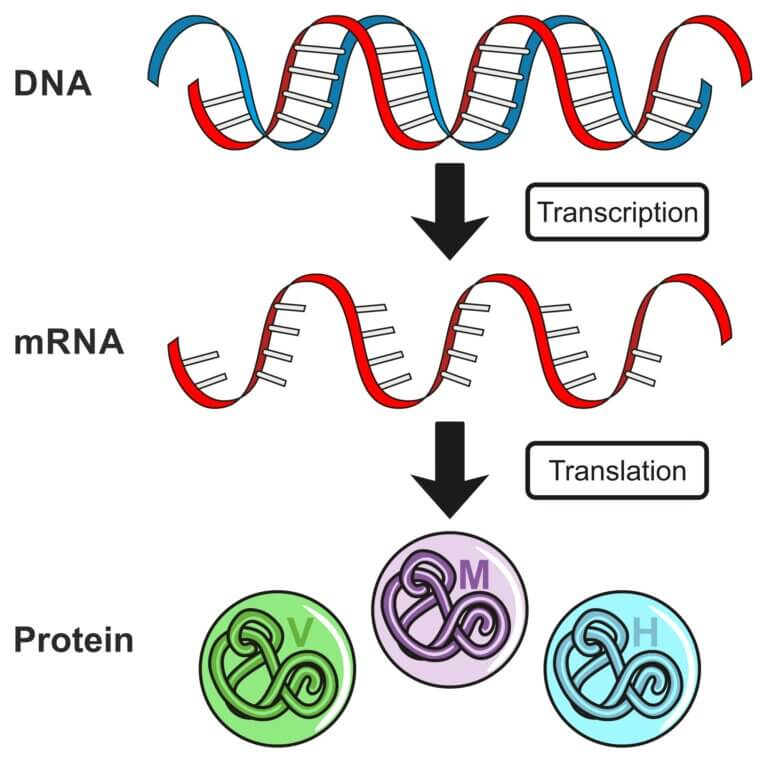 mRNA. המחשה: depositphotos.com
