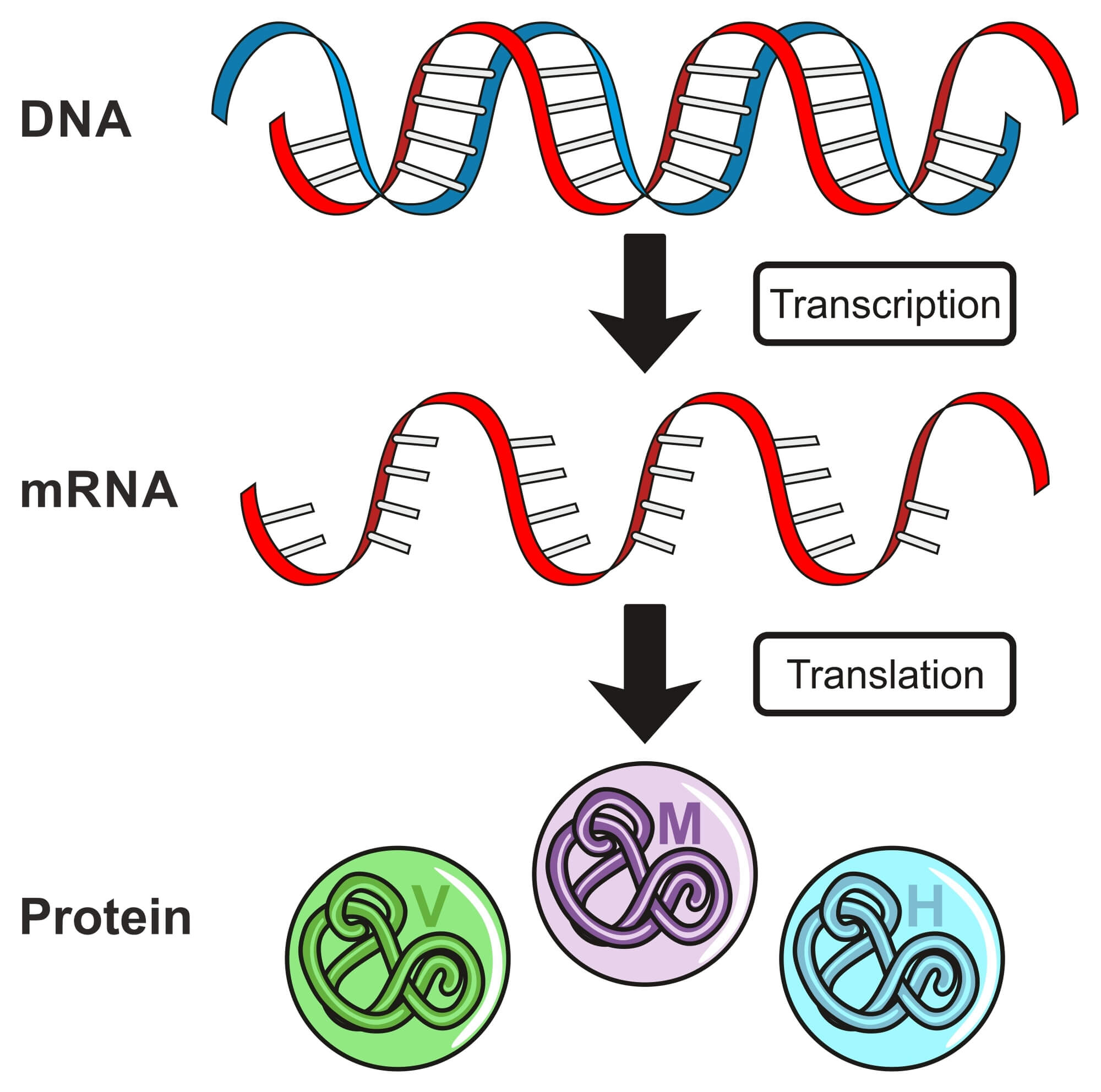 mRNA. <a href="https://depositphotos.com. ">המחשה: depositphotos.com</a>
