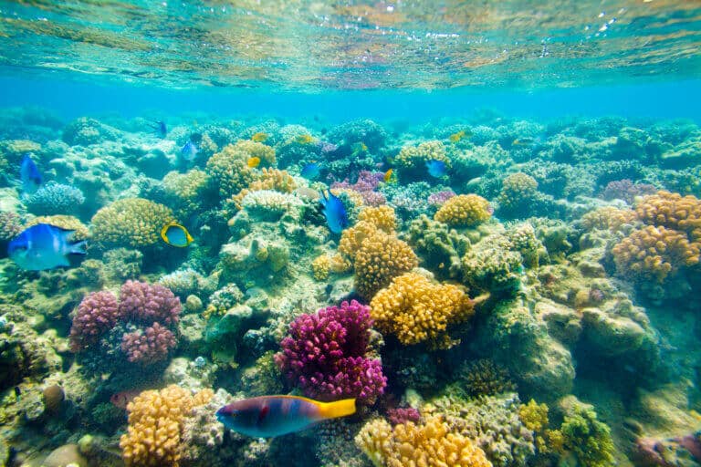Corals in the Red Sea. Illustration: depositphotos.com