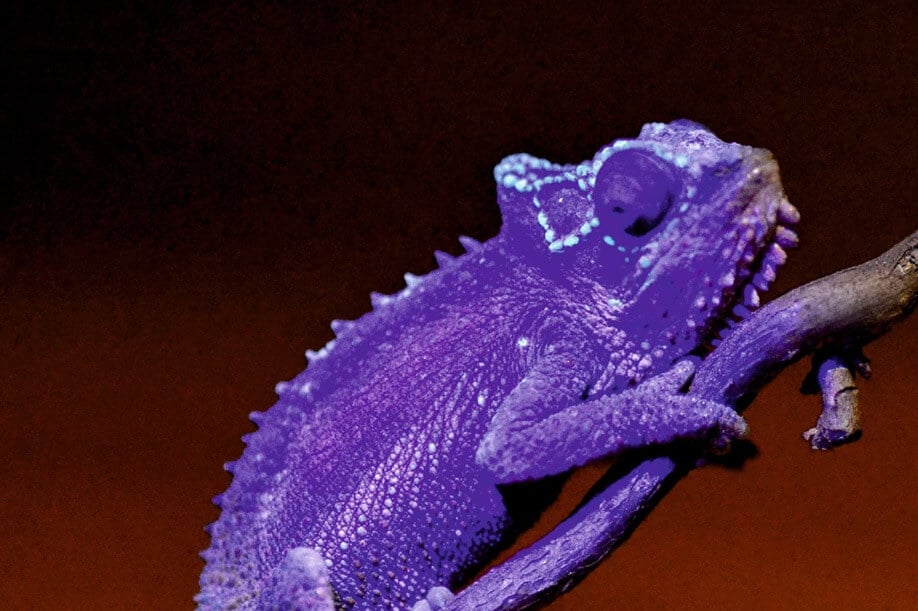 The body bones of various chameleons glow through their skin under ultraviolet light. Photo: Prötzel et al., Scientific Reports, CC BY 4.0