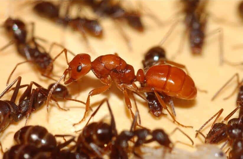 على الرغم من أن عدد النمل المهاجم يفوق عدد المهاجمين بكثير، إلا أنهم غير قادرين على الدفاع عن أنفسهم ضدهم - ولا يحاولون. نملة بوليرجوس محاطة بأكوام النمل الفورميكا المستعبدة، الصورة: Adrian A. Smith, CC BY 2.5