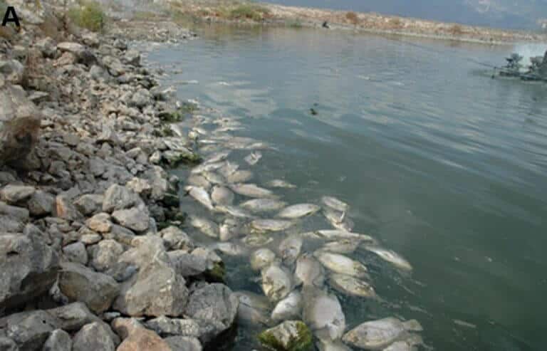 Tilapia fish that were affected by the virus and died. Courtesy of the researchers