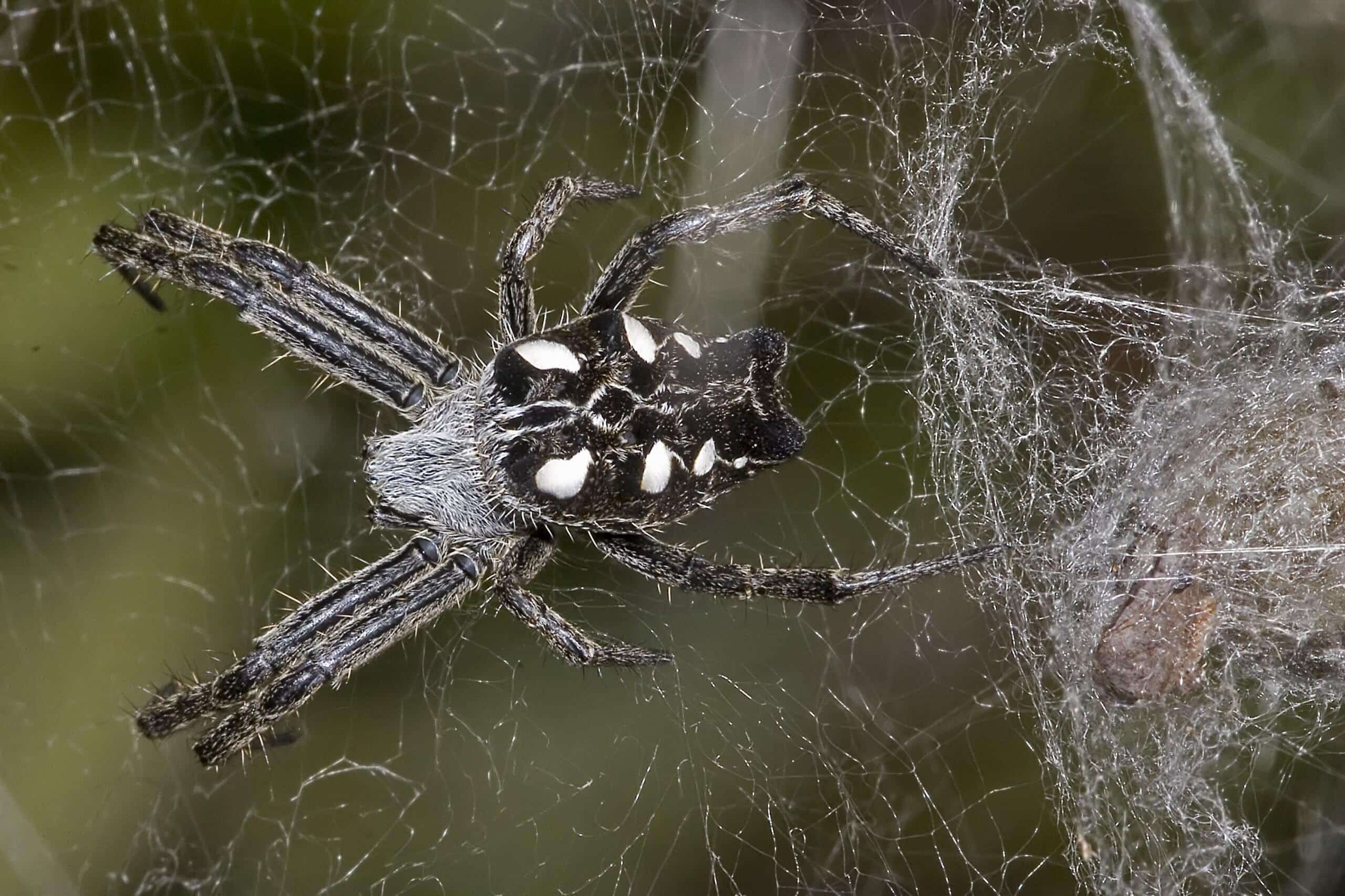 העכבישים הללו חיים ב"קומונות" שבעזרתן הם מייצרים רשתות קורים גדולות – שלוכדות את המזיקים השונים. צילום: Olaf Leillinger, CC BY-SA 2.5