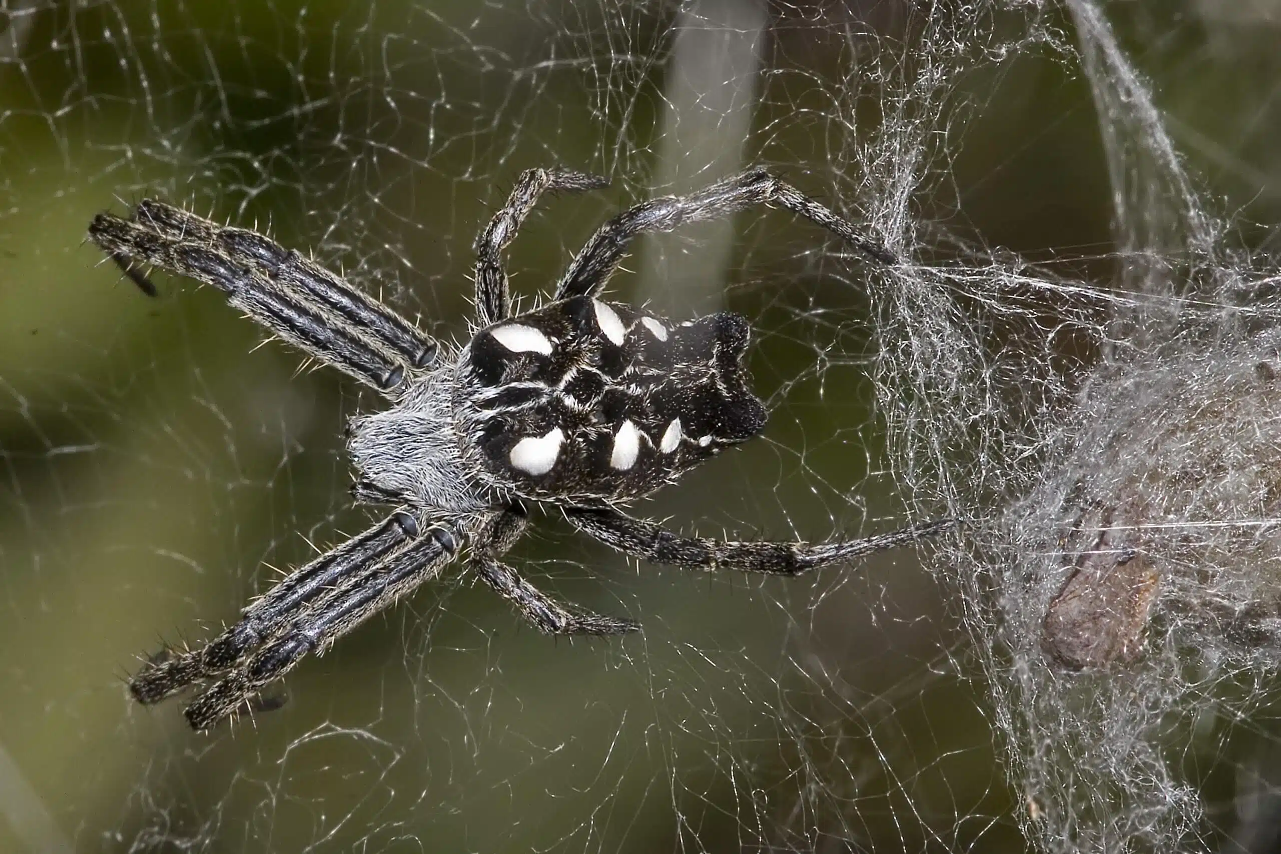These spiders live in "communes" with the help of which they make large webs - which trap the various pests. Photo: Olaf Leillinger, CC BY-SA 2.5