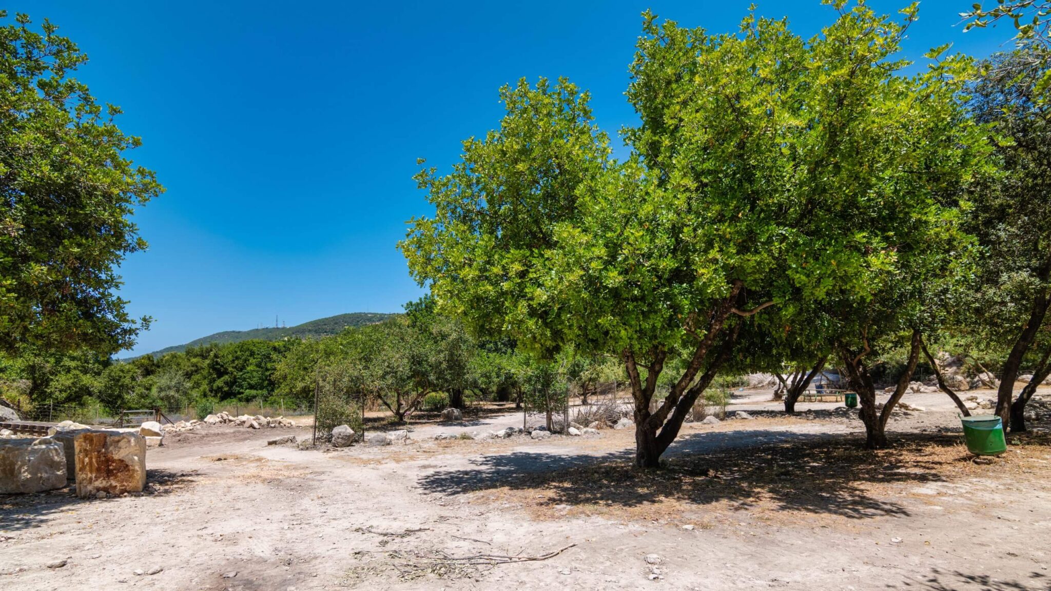 It turns out that it is possible to use orchards and plantations as a tool to slow down the spread of fire during a fire. Julie Harel Orchard in Hanita Park. Photo: Bonnie Sheinman, KKL-Junk Archives