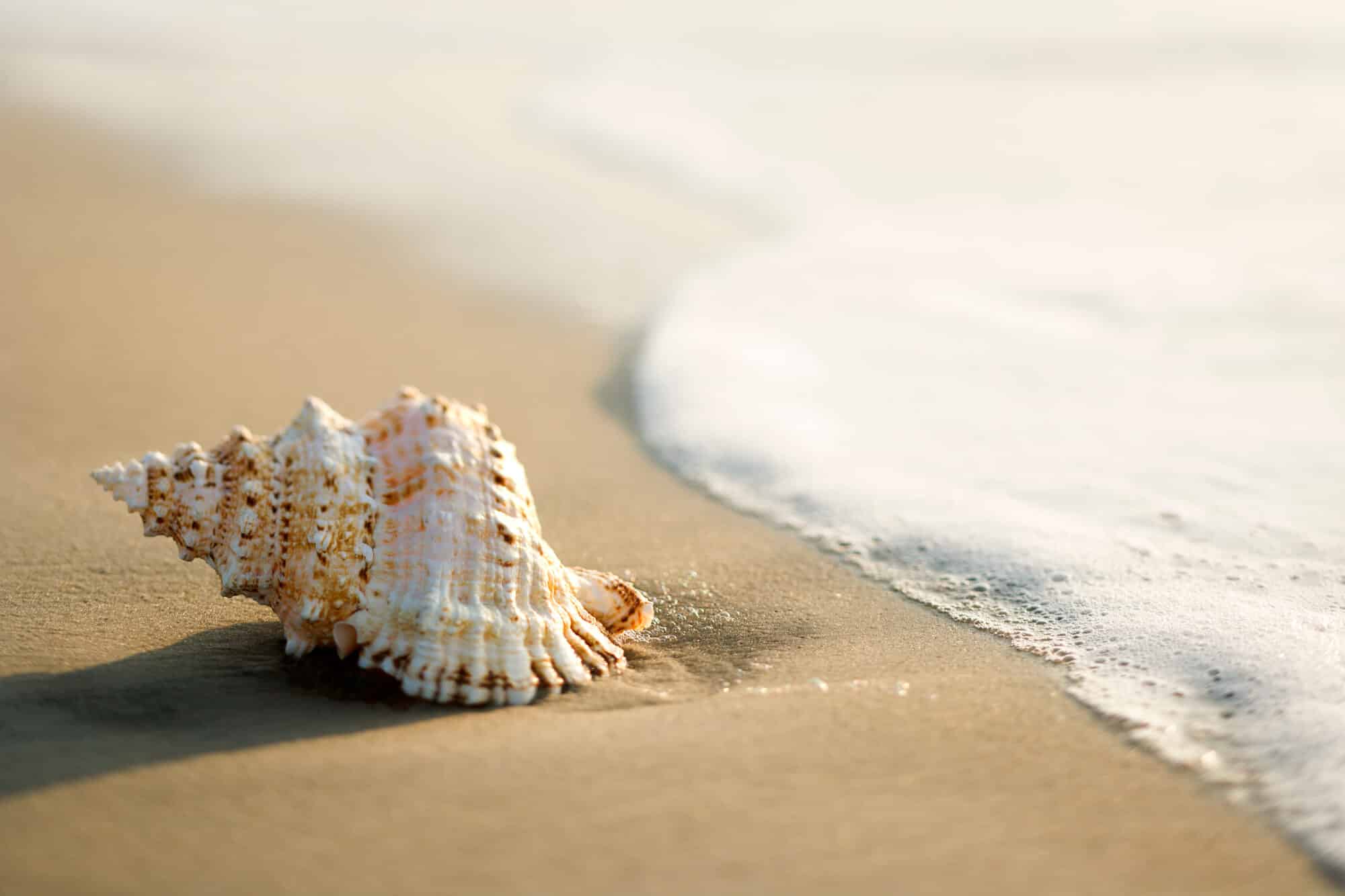 צדפה שנפלטה אל החוף. <a href="https://depositphotos.com. ">המחשה: depositphotos.com</a>