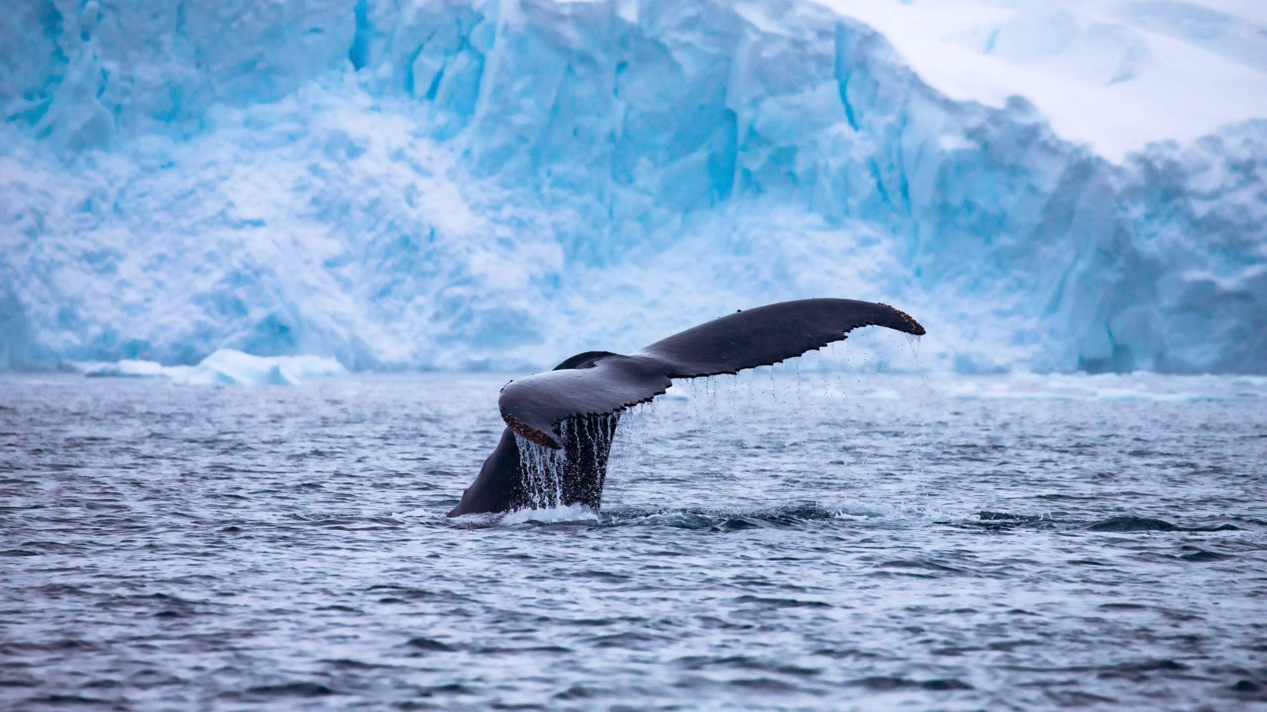 A new study illustrates the enormous contribution of whales, which may help us in the fight against the climate crisis. Photo by Lee Kelai on Unsplash