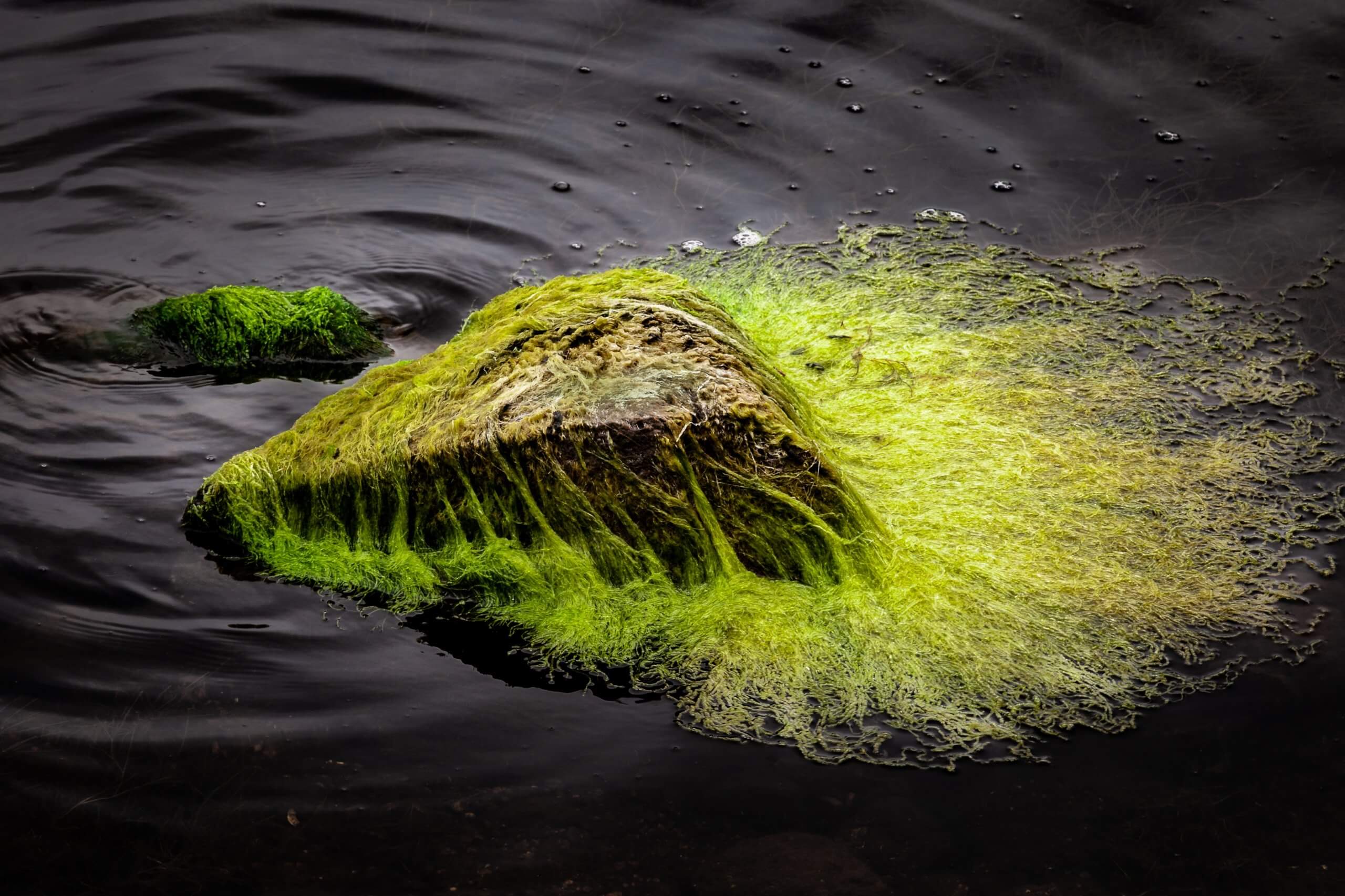 The whales "give a fin" to the photosynthesis carried out by the algae found at the top of these bodies of water. Photo by Brahm Meyer on Unsplash