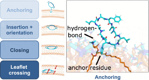 The type of side chain affects the anchoring ability of the ring peptide to the cell membrane. Stephanie M. Linker et al. Journal of Medicinal Chemistry 2023 66 (4), 2773-2788