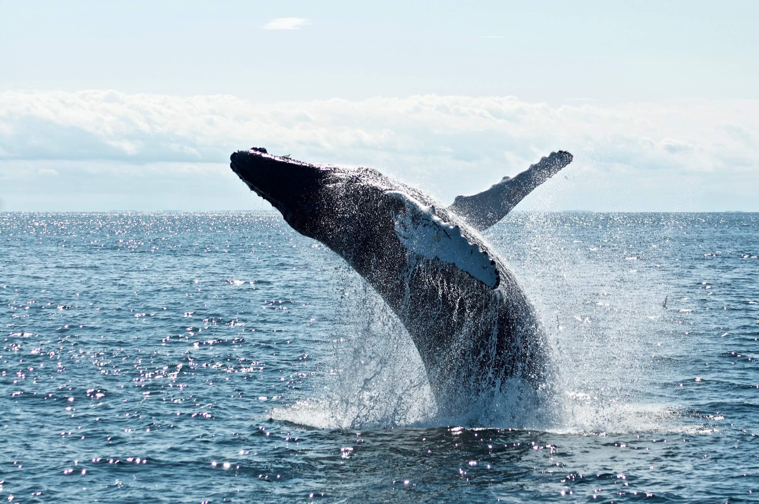 وتنضم الدراسة الجديدة إلى سلسلة من الدراسات التي تشير إلى أن الحيتان مهمة بالنسبة لنا - حتى أكثر مما كنا نعتقد. لكن هل نحميهم بما فيه الكفاية؟ تصوير تود كرافينز على Unsplash