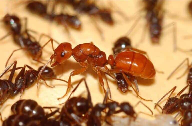 על אף שהנמלים הנתקפות עולות במספרן בהרבה על התוקפות, הן לא מסוגלות להתגונן מפניהן – וגם לא מנסות. נמלת polyergus מוקפת בנמלי formica משועבדות, צילום: Adrian A. Smith, CC BY 2.5