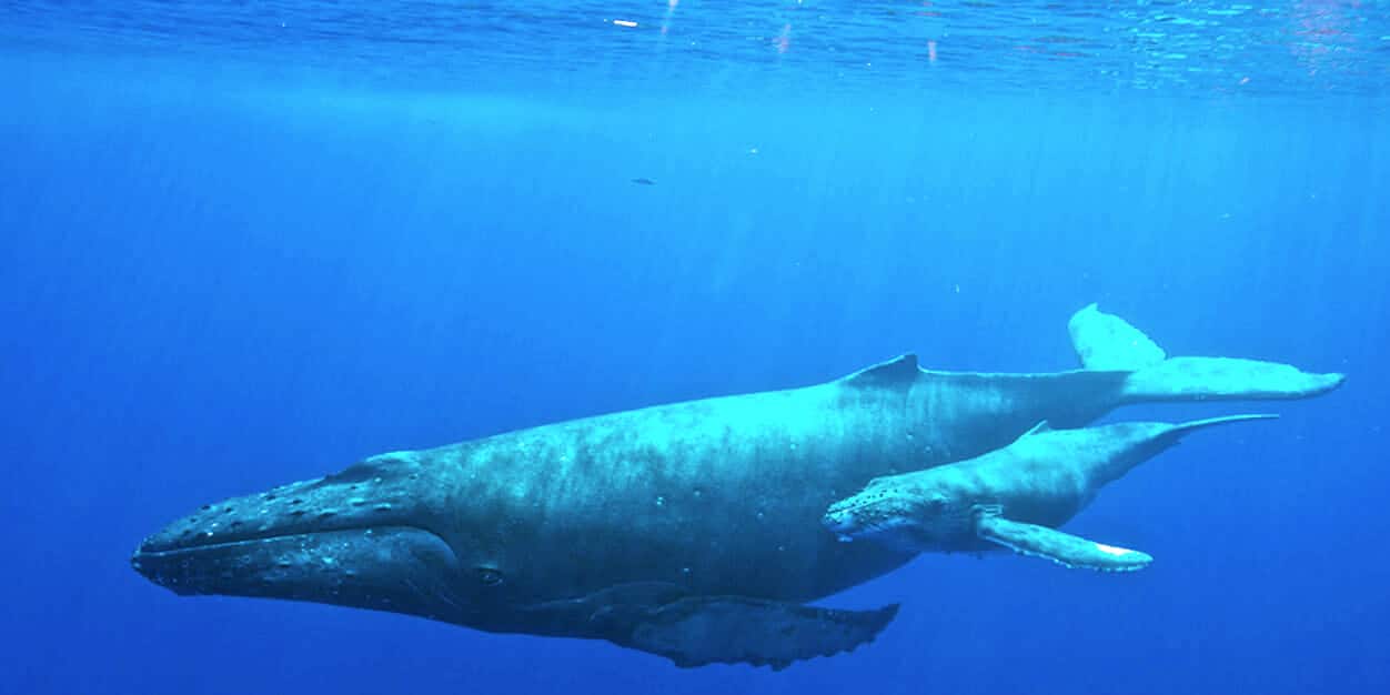 29 native species managed to recover and get out of danger of extinction in Australia. fin whale. Photo: National Marine Sanctuaries, CC BY 2.0