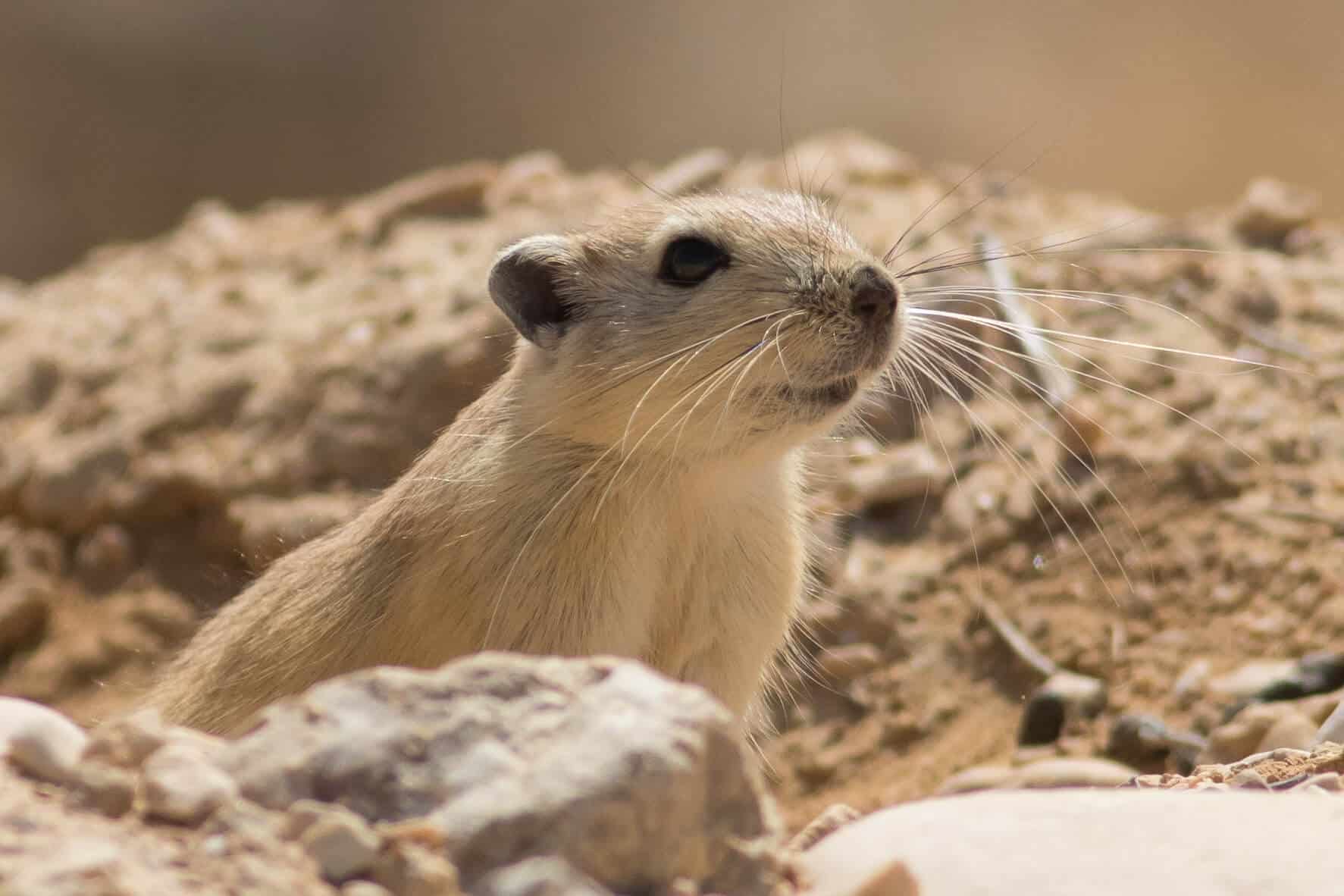 Even in Israel there are various endangered species and some of them are not defined as such in other parts of the world. Southern gerbil. Photo: MimoZig, CC BY-SA 4.0
