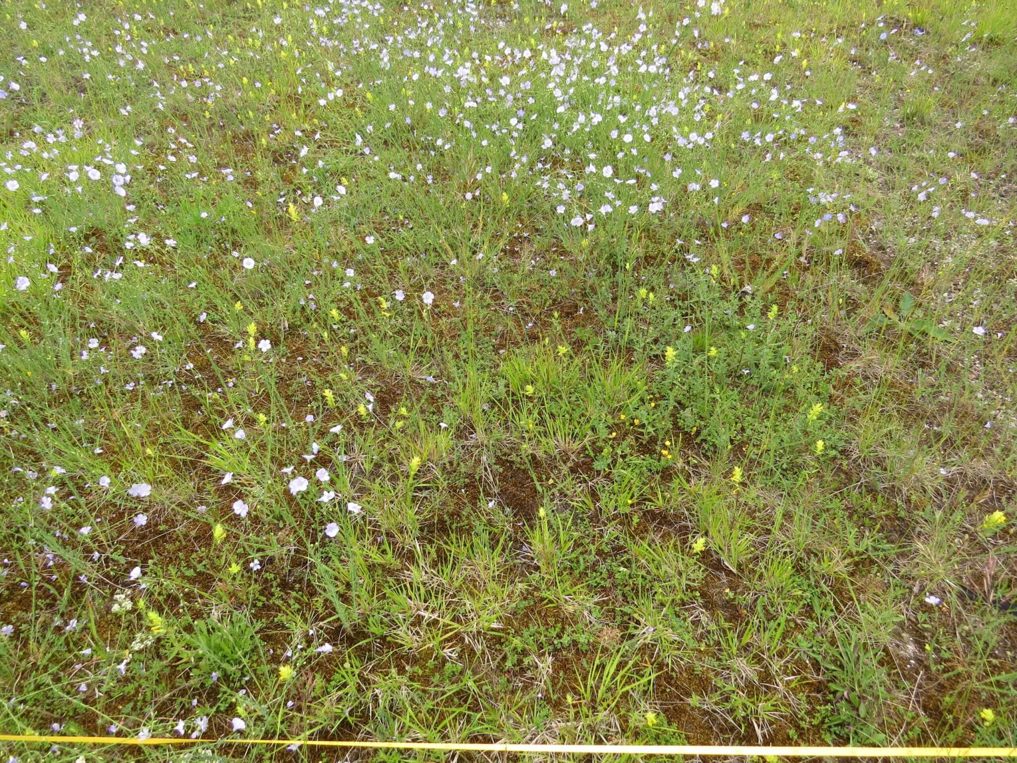 Soil transplantation is a method in which healthy soil is transferred to an area where the soil needs restoration. A plot where soil transplantation was carried out, near Munich. Photo: Wolfgang von Brackel