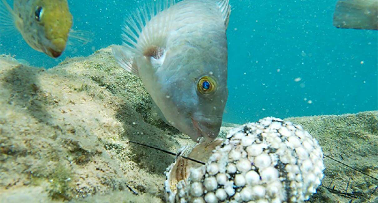 "Within two days a healthy hedgehog turns into a tissueless skeleton." Black sea urchin dying