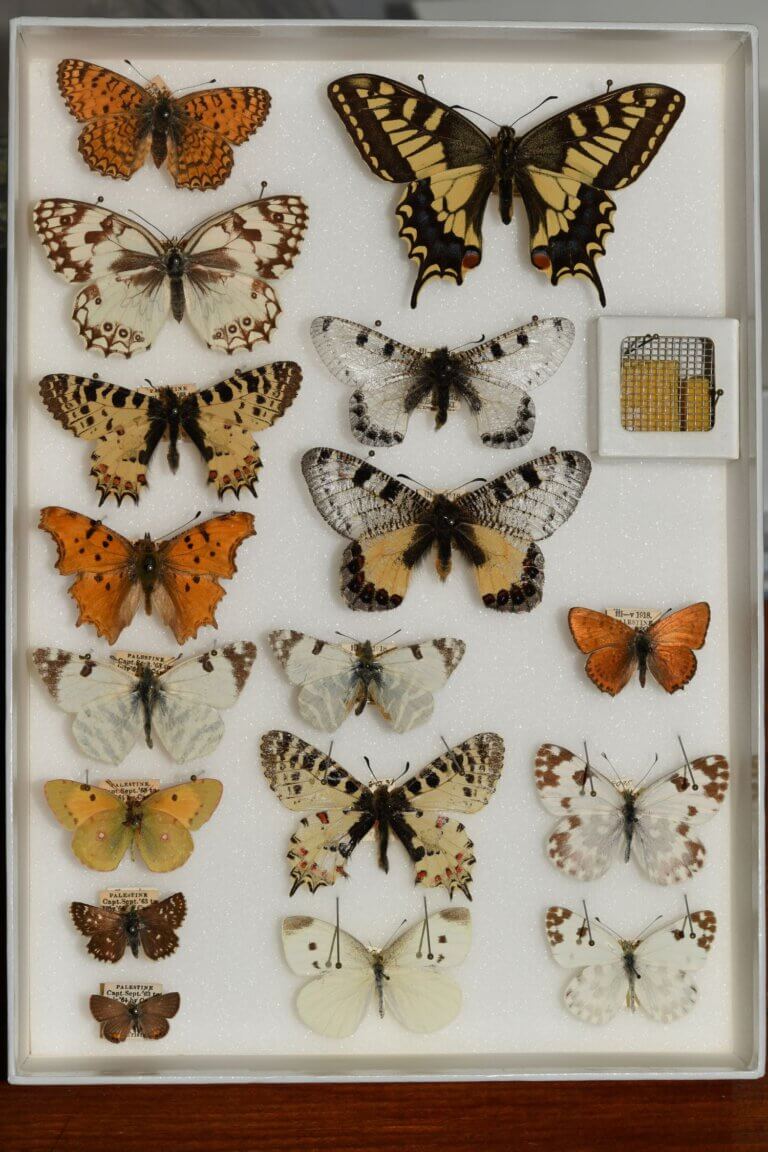 Tristram butterfly box. Photography - Ofir Tomer