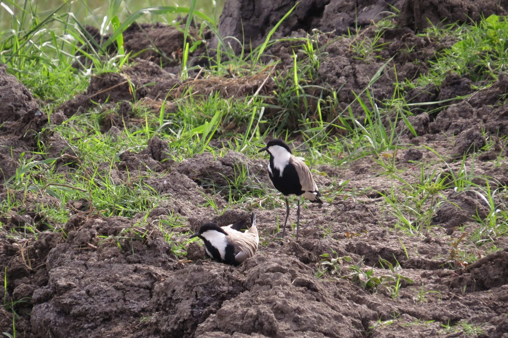 The siksak is a chicken whose wings are brown, the rest of its body is "painted" black and white, and its legs are long and thin. Photo: Reut Alon
