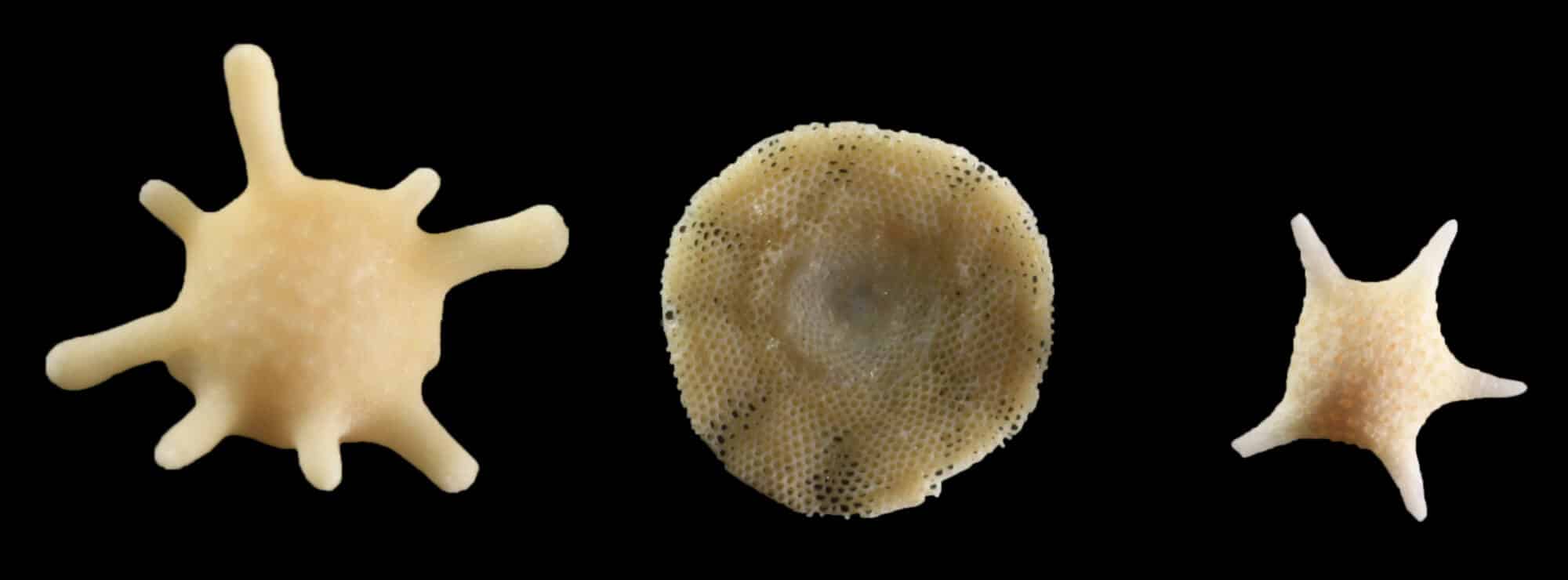 מינים שונים של פורמיניפרה.  <a href="https://depositphotos.com. ">המחשה: depositphotos.com</a>
