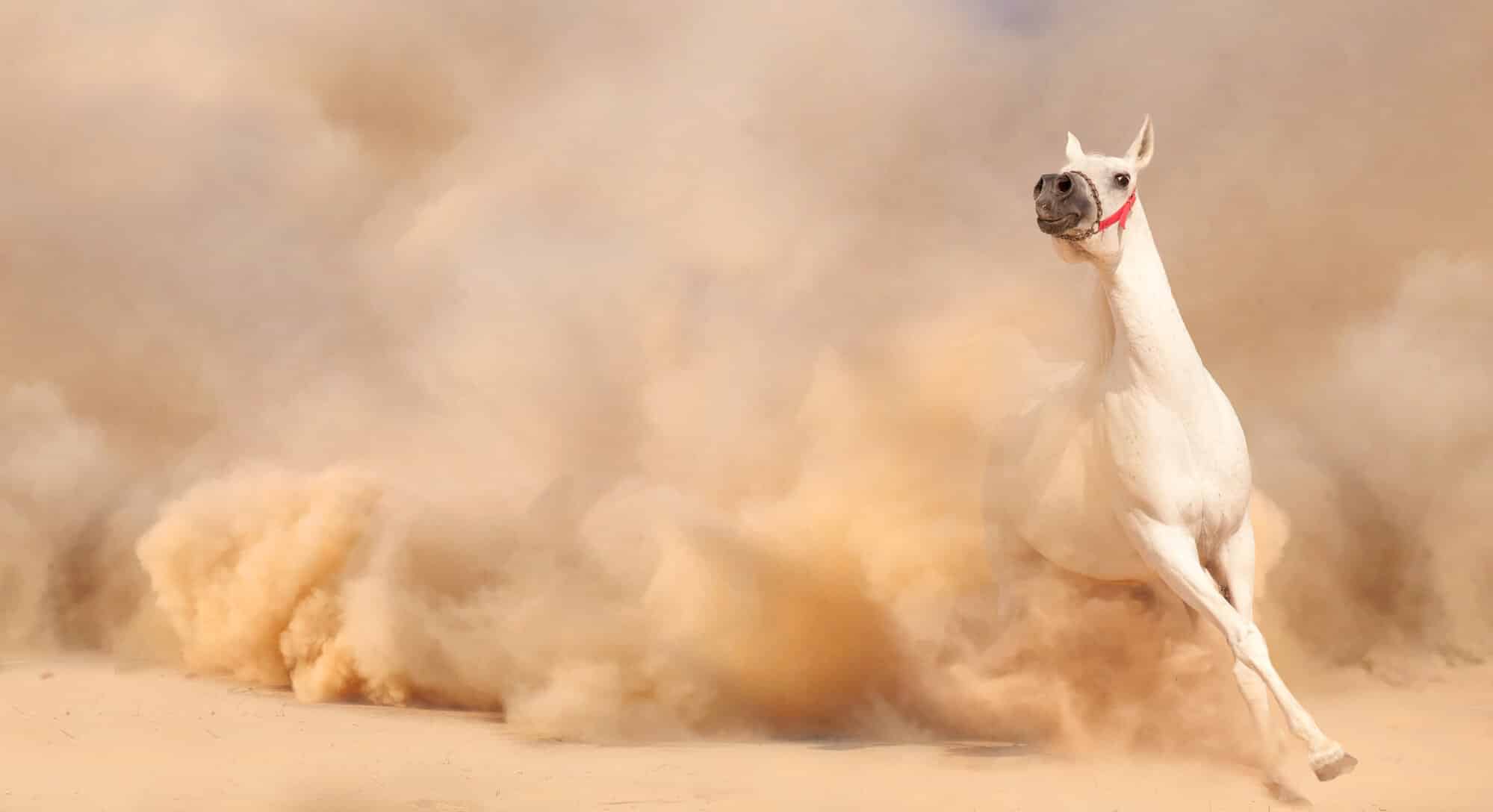 סופת אבק. <a href="https://depositphotos.com. ">המחשה: depositphotos.com</a>