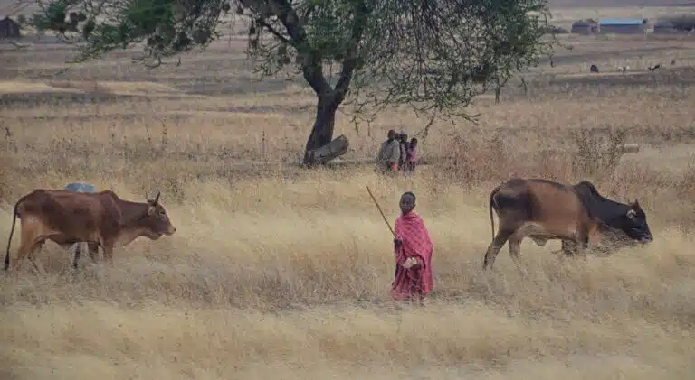 أطفال قبيلة الماساي يرعون الماشية. الرسم التوضيحي: موقع Depositphotos.com