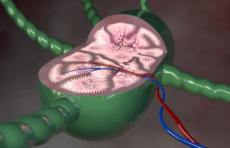A segment of the lymph node. Illustration: depositphotos.com