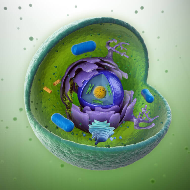 The internal structure of an animal cell. Illustration: depositphotos.com