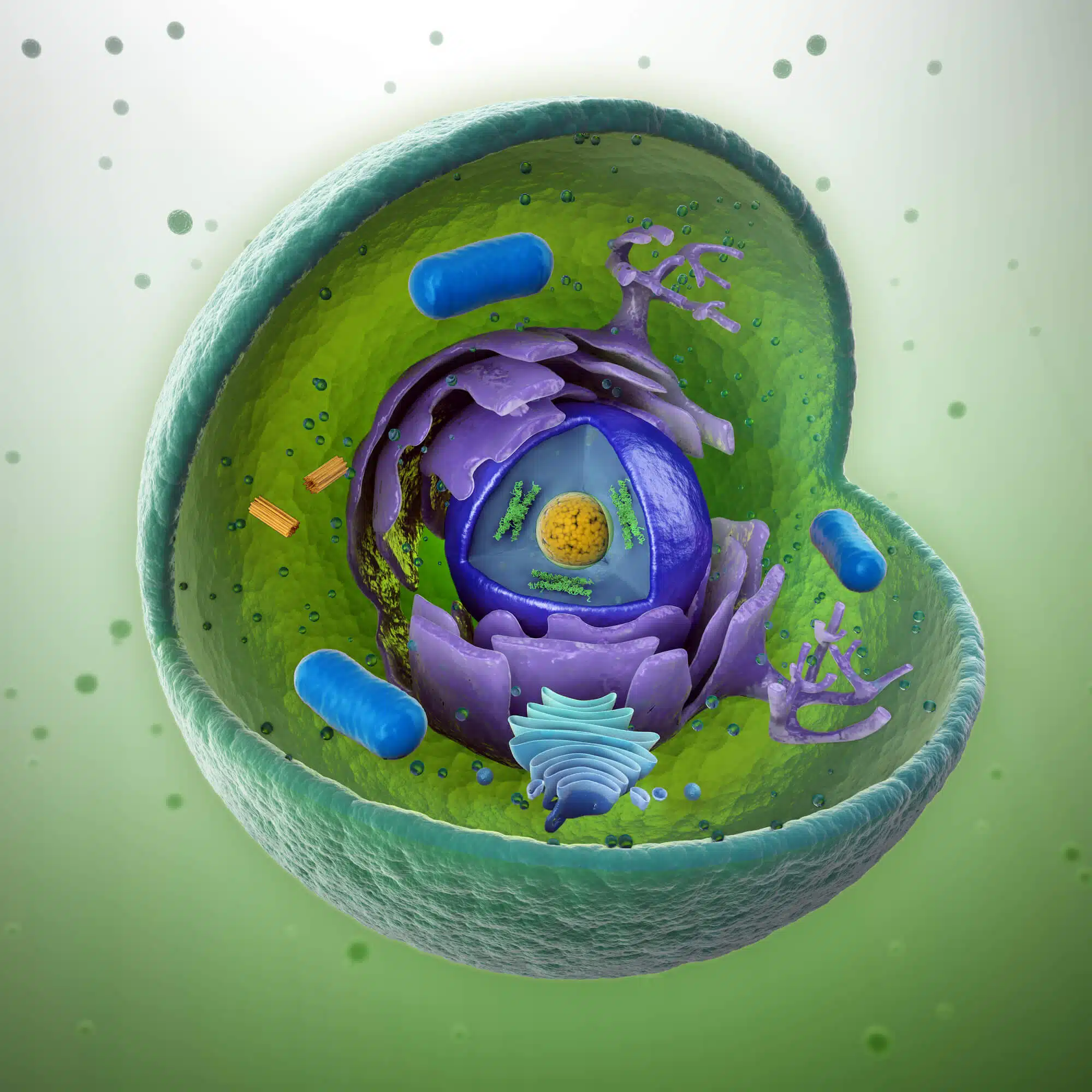 המבנה הפנימי של תא בעל חיים.   <a href="https://depositphotos.com. ">המחשה: depositphotos.com</a>