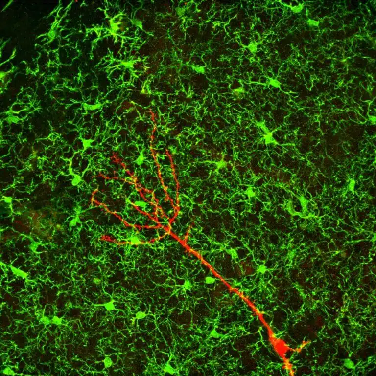 תאי מיקרוגליה (בירוק) באזור ההיפוקמפוס במוח של עכבר בוגר, שיוצרים נקודות מגע עם נוירון חדש (באדום)