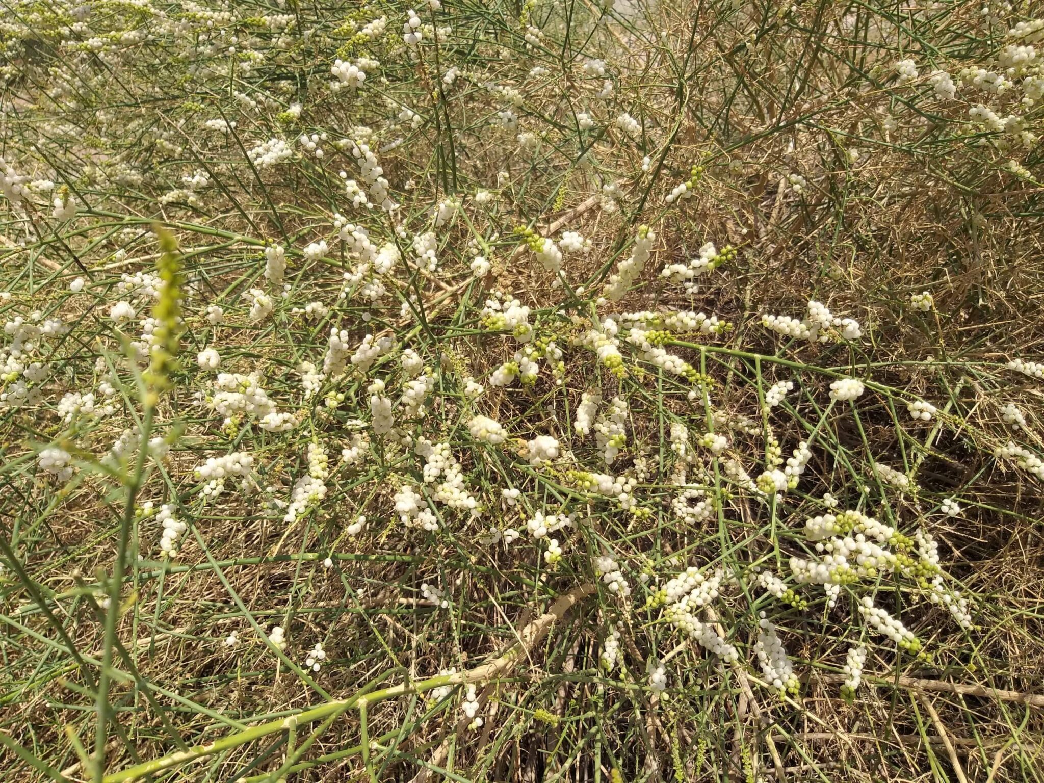 התחבולה של הרכפתן עושה את העבודה – ומונעת מבעלי חיים שונים שמפיצים אותו לעכל גם את זרעיו. פירות רכפתן, צילום: בני טרבלסי