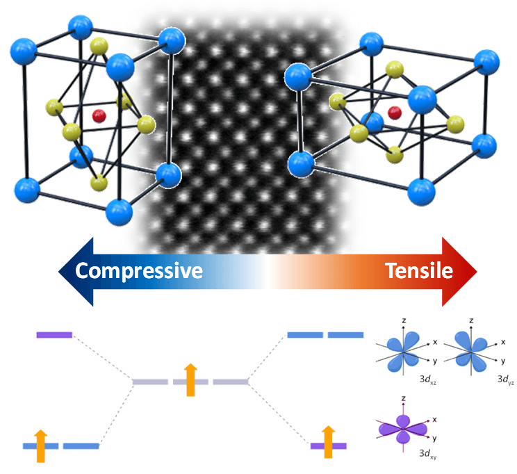 The atomic structure of the material strontium vanadate (strontium vanadate) - illustration of the atomic structure of the material under tension (right) and compression (left). In the center you can see the true atomic arrangement in the material in an electron microscope image. At the bottom of the picture you can see how the various efforts change the structure of the energy levels in the material and therefore also the way the electrons arrange themselves in it. By controlling these properties, the researchers intend to engineer these materials into future transistors. Photo: Nitzan Zohar, Technion Spokesperson