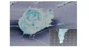 תמונת מיקרוסקופ אלקטרוני של תא לימפוציט על פני השבב. צילום: אסתי טולדו וד”ר גיום לה סו.