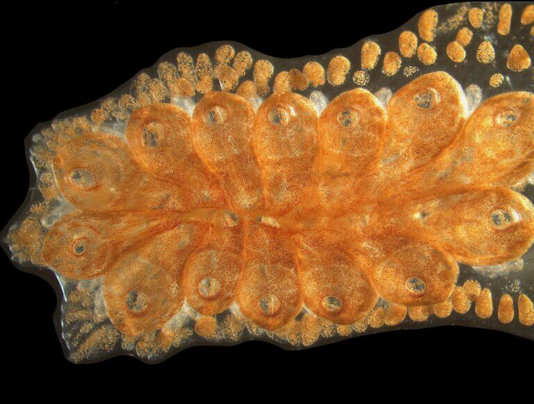 The colonies of a unique marine creature age in their entirety, rejuvenate again - and God forbid. Botrill flower, photo: Dr. Osherat Ben-Hamo