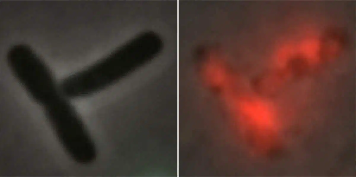 תאי חיידק לפני הדבקה בפאג' (משמאל) ולאחריה (מימין). הנגיף משכפל עצמו בתוכם ומוביל להתפוצצות התאים ולשפיכת תכולתם (באדום – הדי-אן-אי החיידקי שנשפך מהתא)