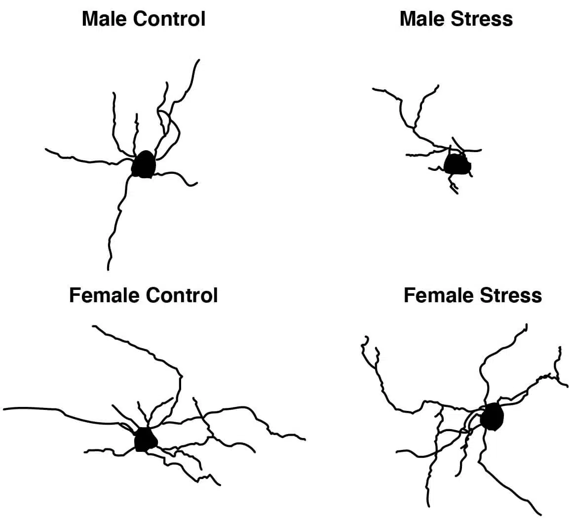 Schematic presentation demonstrating how the structure of an oligodendrocyte cell changes following exposure to stress in males (top row) but remains unchanged in females (bottom row)