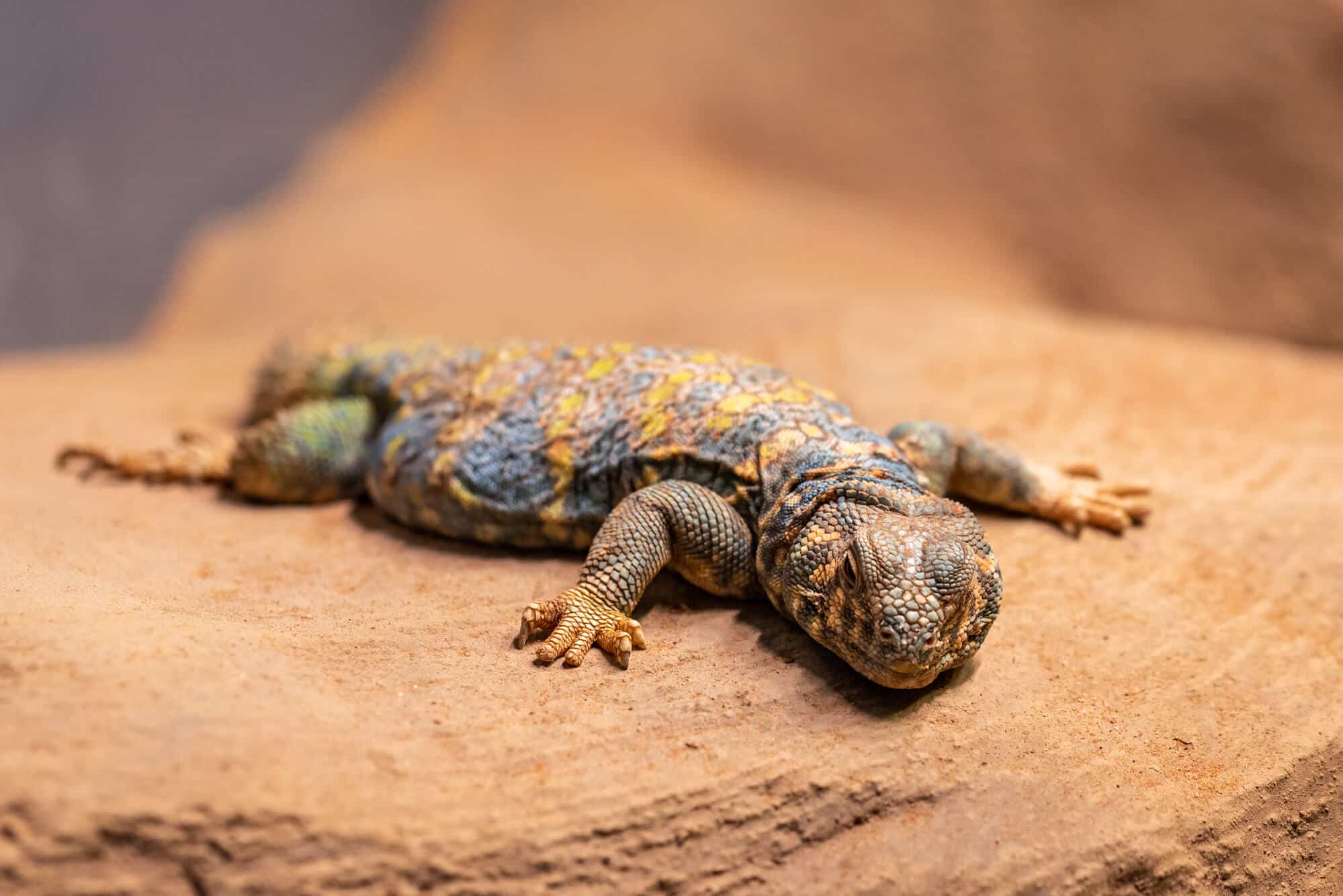 The ornate spiny-tailed lizard, Uromastyx ornata, also known as the ornate lizard, is a species of lizard in the agamidae family. The species is endemic to the Middle East. Illustration: depositphotos.com