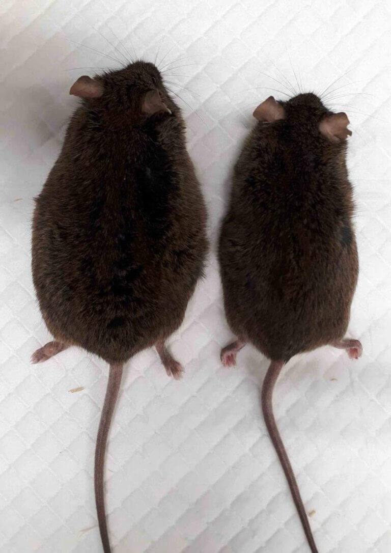 The fat and the thin: at the age of one year, a mouse without the SARAF gene (left) weighed 20% more than a healthy mouse (right)