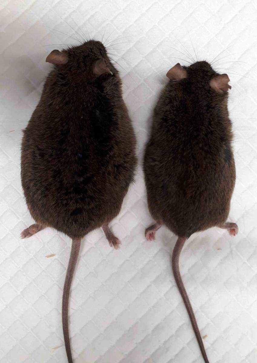 
השמן והרזה: בגיל שנה, עכבר ללא הגן SARAF (משמאל) שקל 20% יותר מעכבר בריא (מימין)