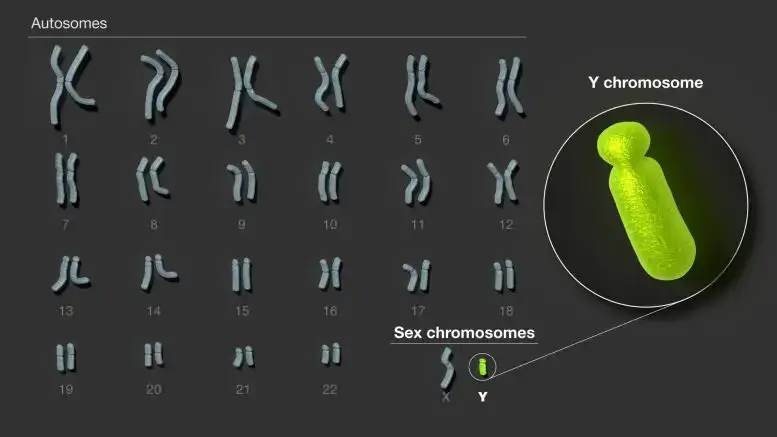 The Y chromosome is the last of the 24 human chromosomes to be fully sequenced. Credit: Darryl Legge, National Human Genome Research Institute (NHGRI)