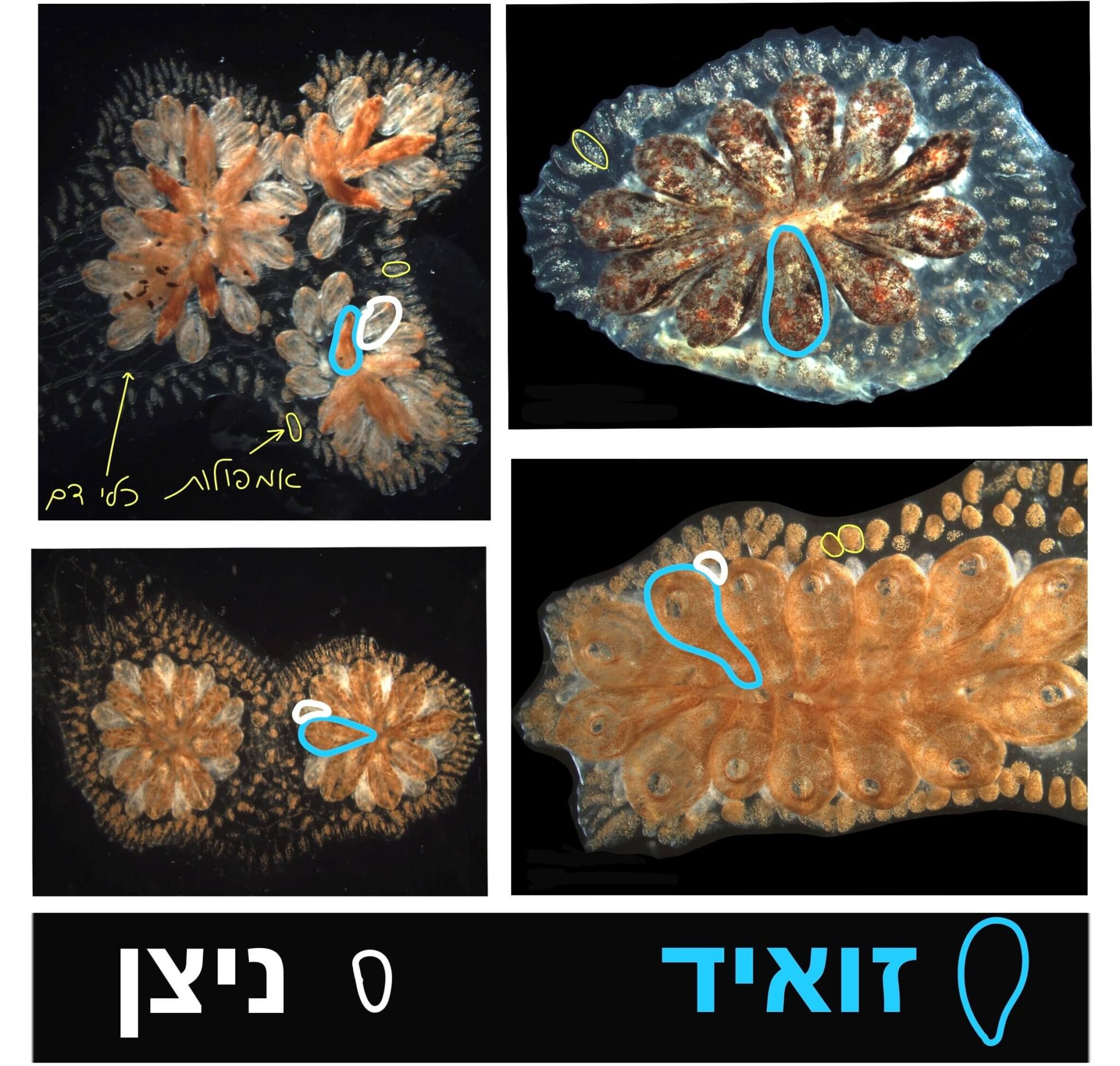 לכל פרט במושבה יש לב פועם, והוא מסוגל לאכול ואף להתרבות בעצמו – אך לא לשרוד מחוץ למושבה. צילום: ד"ר אושרת בן-חמו