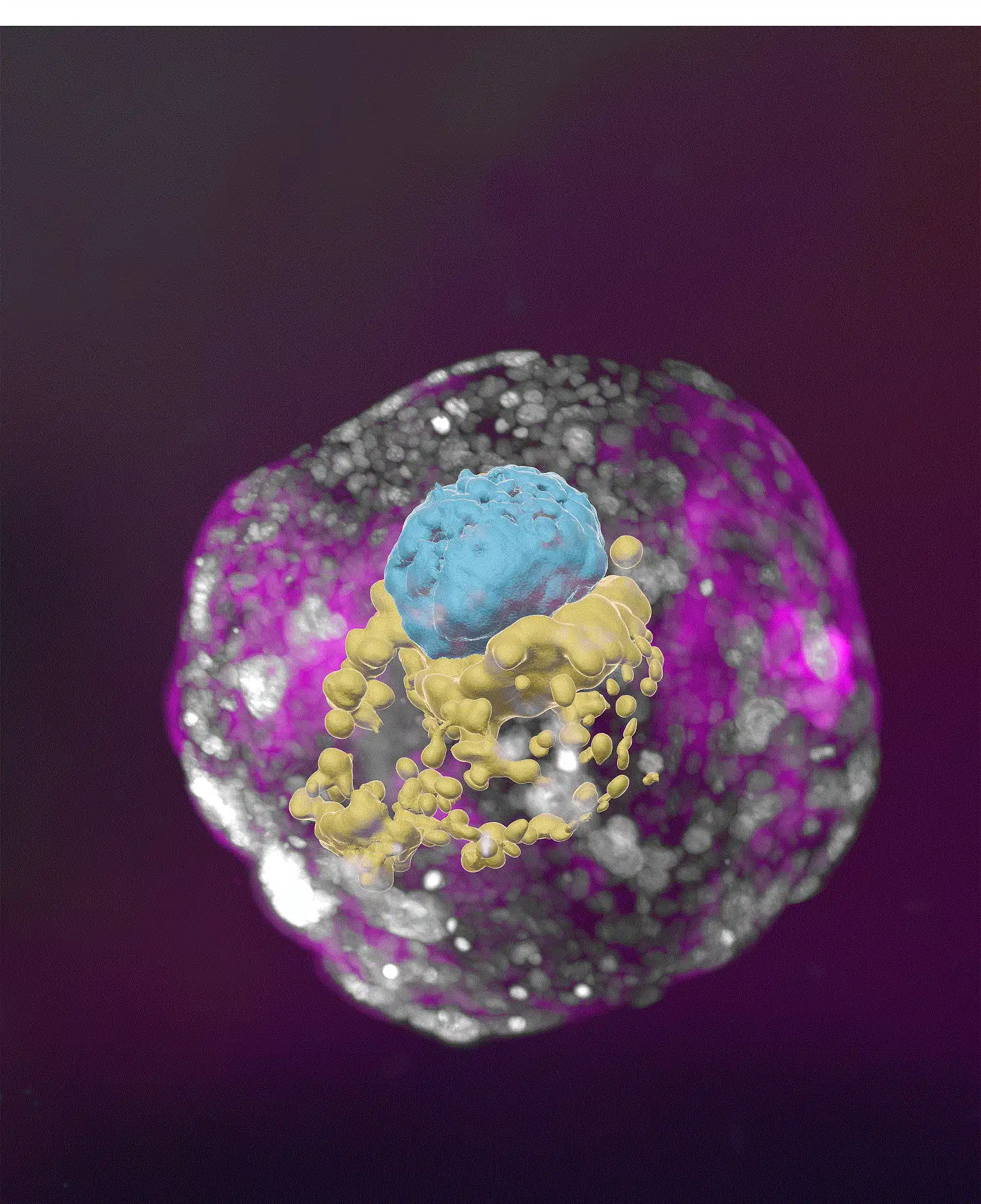 An artificial model of a human embryo at a developmental stage corresponding to day 14 in a real embryo. The model contains all the unique structures characteristic of this stage: the yolk sac (yellow), the part from which the embryo itself will develop with the amniotic sac above it (blue), and the cells that will become the placenta that envelop the entire structure (pink)
