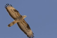 בין השנים 1997-1972 אירעו יותר מ-3,000 התנגשויות בין מטוסי חיל האוויר לבין ציפורים נודדות. עיט חורש, צילום: ליאור כסלו