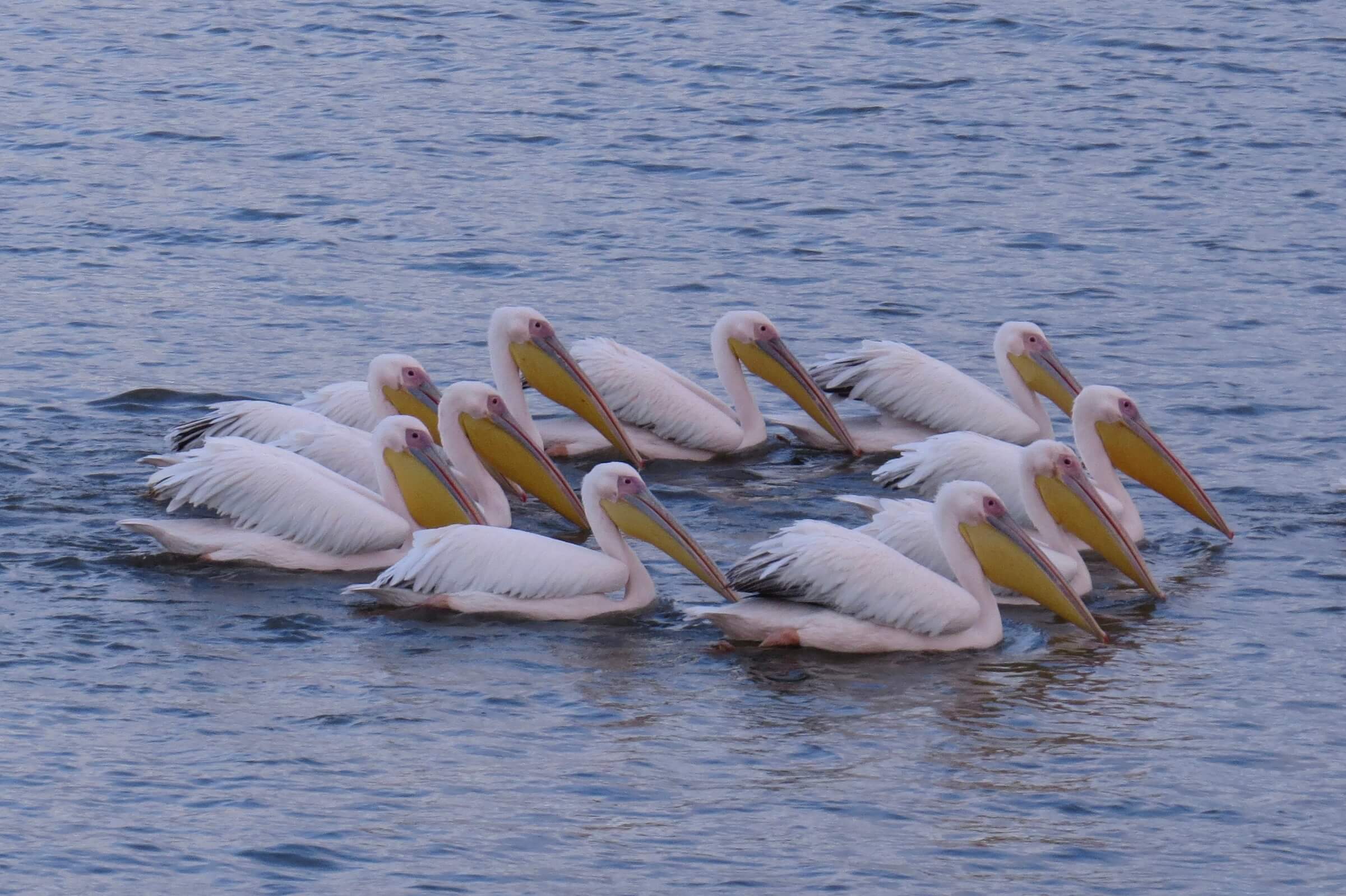 The success of the model can improve the study of bird migration. Pelicans, photo: Reot Alon