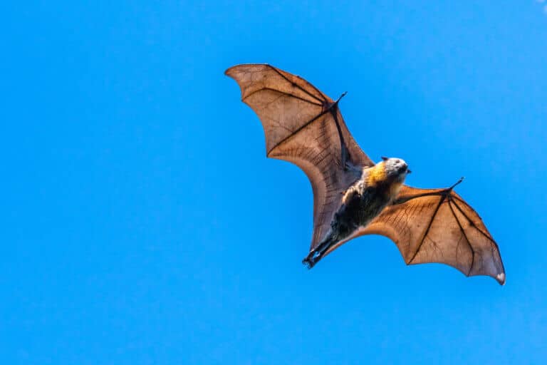 A bat in flight. Illustration: depositphotos.com