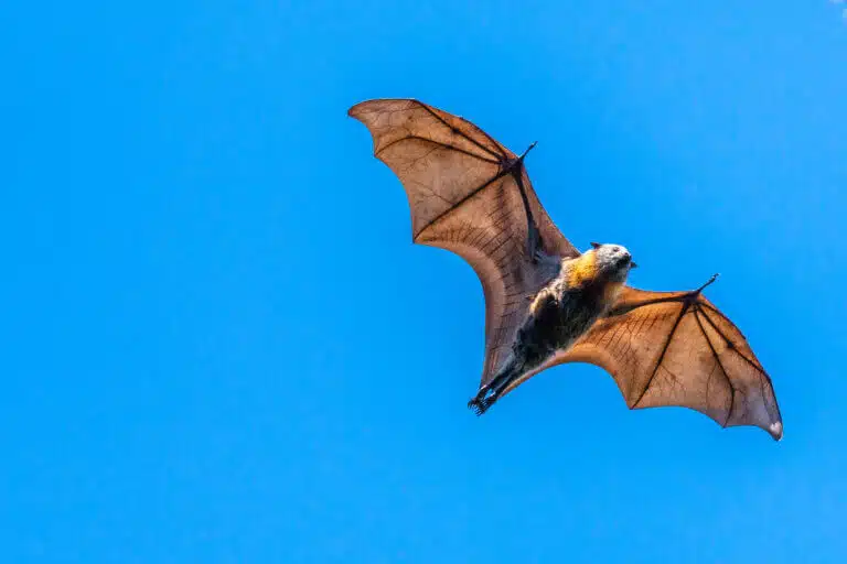 الخفافيش في الرحلة. الرسم التوضيحي: موقع Depositphotos.com