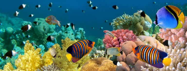 A diverse coral reef off the coast of Sinai. Illustration: depositphotos.com