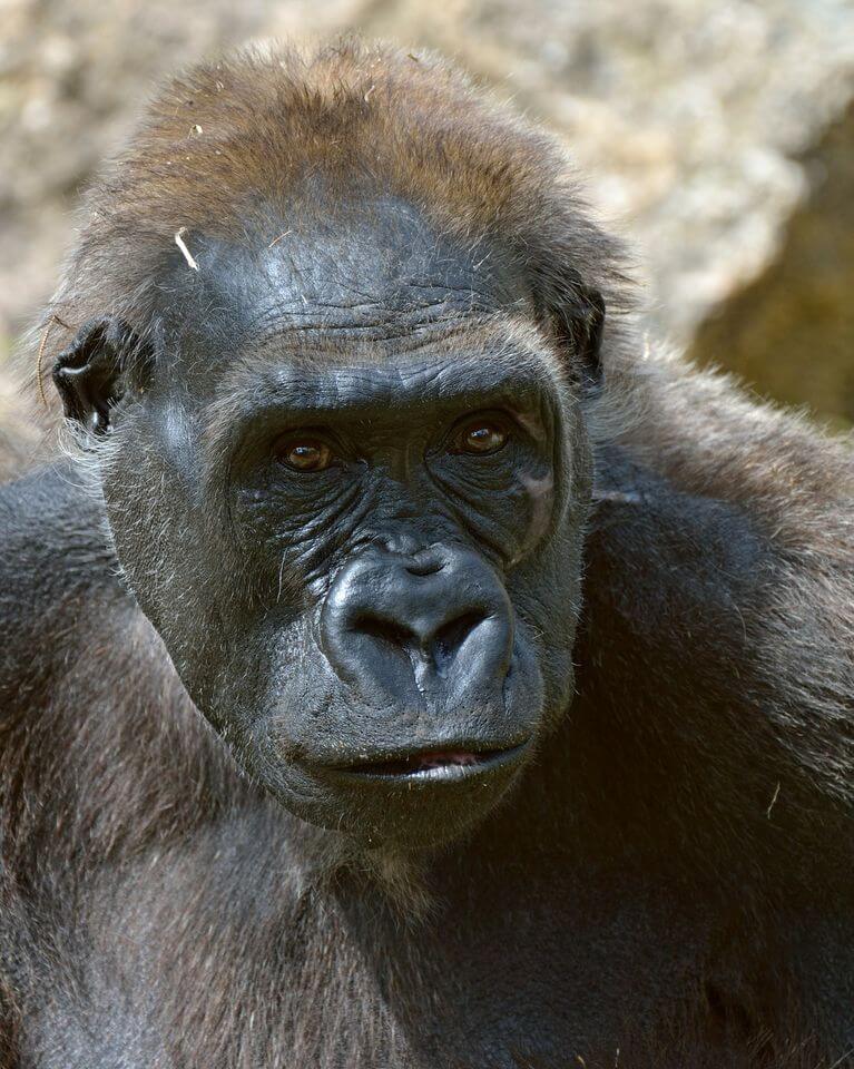The gorilla Leah. Photo: Tivor Yeager, courtesy of the Safari