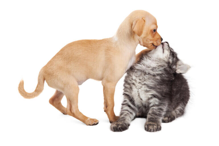 Do you have a cat and a dog together? Illustration: depositphotos.com